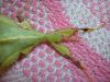 phyllium_t1_1_2.jpg