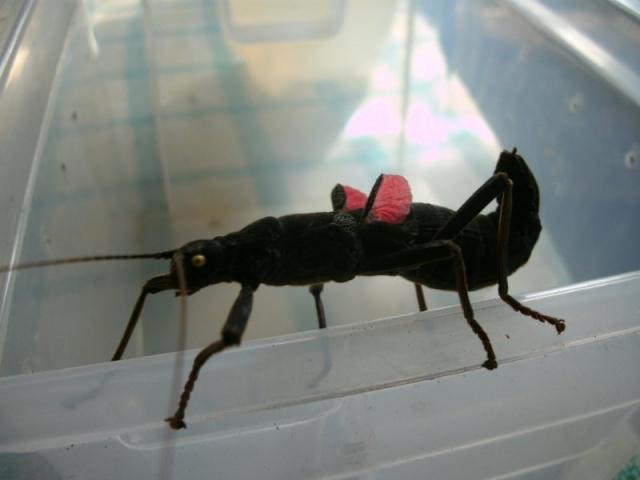 Peruphasma schultei