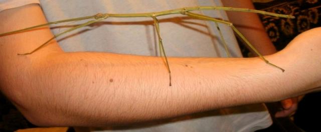 Phobaeticus serratipes