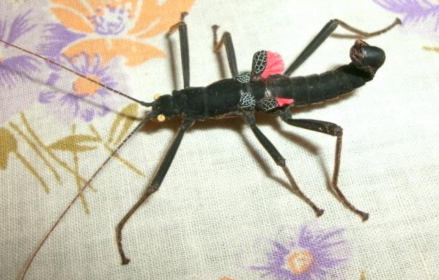 Peruphasma schultei