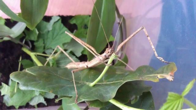Phaenopharos khaoyaiensis