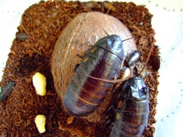 Gromphadorhina portentosa