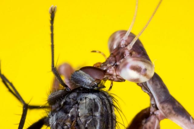 Budwing mantis