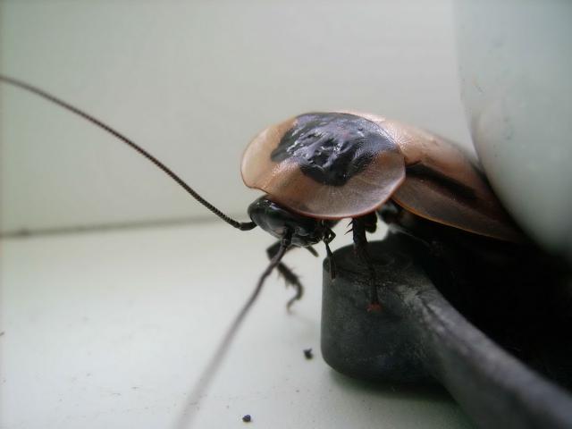 Blaberus giganteus