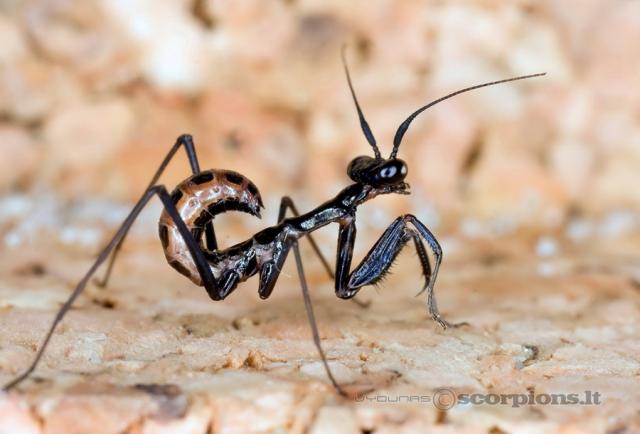 Pseudocreobotra wahlbergii