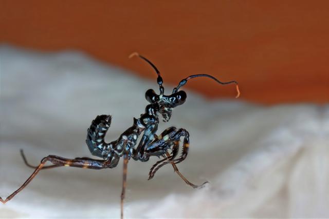 Pseudocreobotra wahlbergii (Spiny flower mantis)