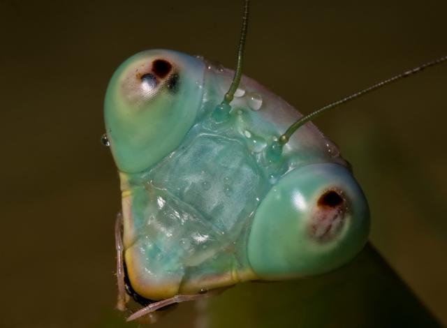 Rhombodera basalis