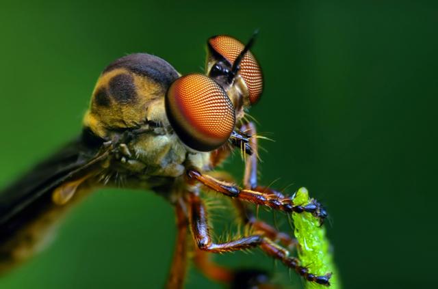 Holcocephala fusca