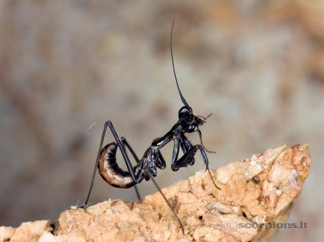 Pseudocreobotra wahlbergii