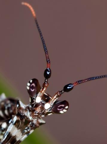 Pseudocreobotra wahlbergii