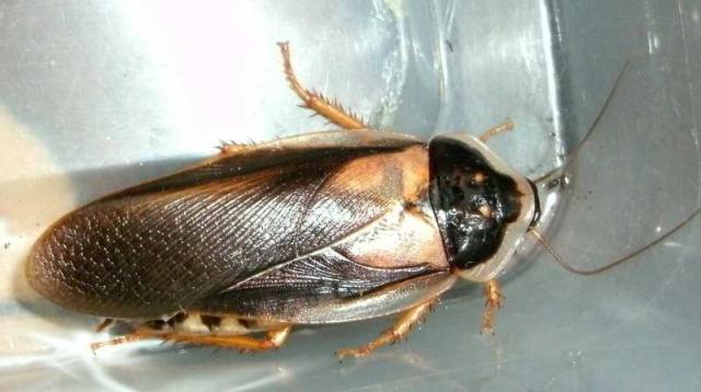 Blaptica dubia