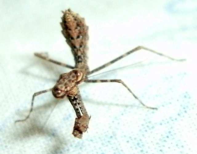 Deroplatys lobata