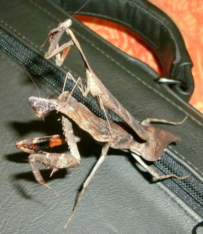 Deroplatys lobata