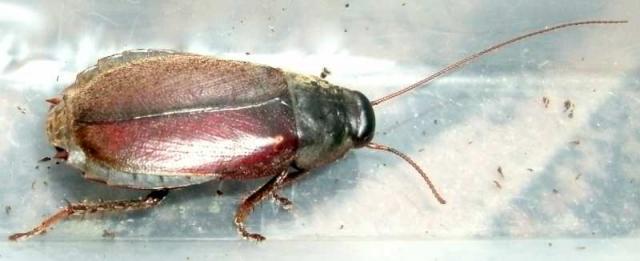 Diploptera punctata