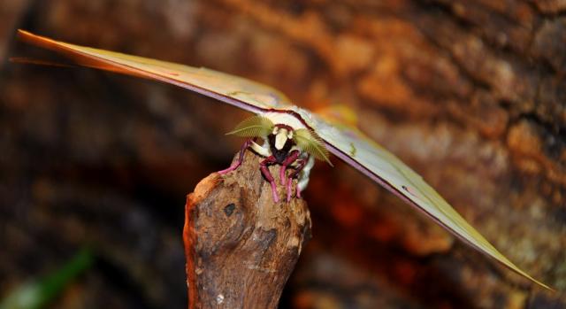 Actias selene 