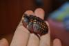 dsc_0188_t1.jpg