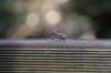 dsc_0270_t1.jpg