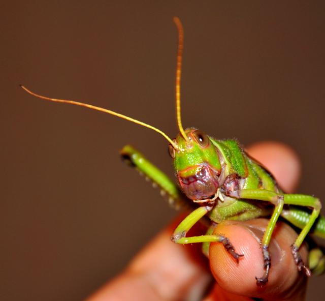 Tropidacris violaceus