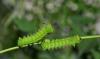 dsc_0745-1_t1.jpg