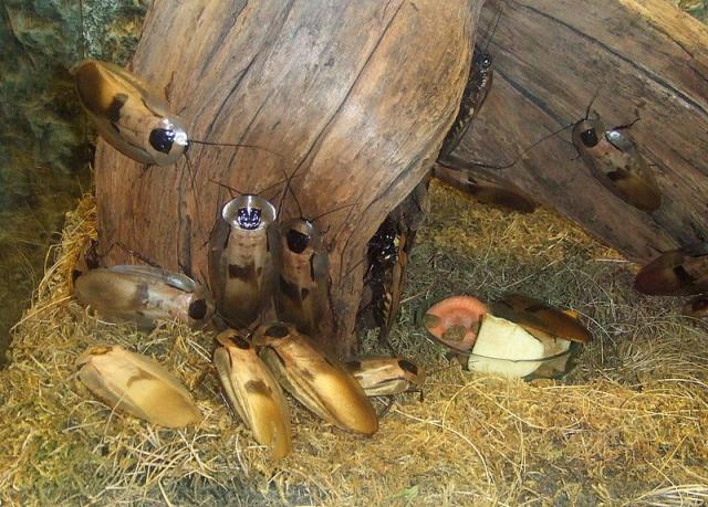 Ryga zoo