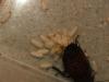 dscf3657_t1.jpg