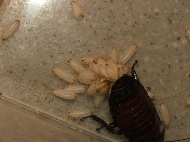 Gimimas
