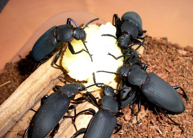 Zophobas morio
