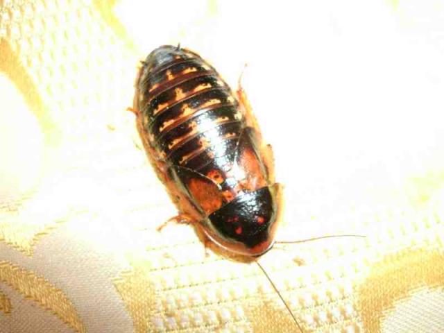 Dubia