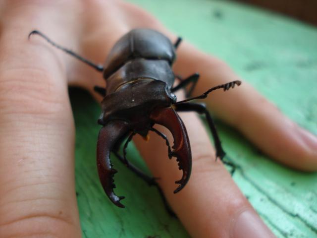 Rusijos elnias