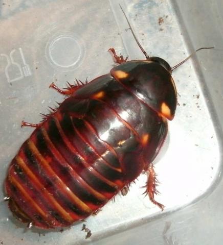 Eublaberus distanti