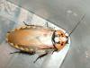 eublaberus_distanti_t1.jpg