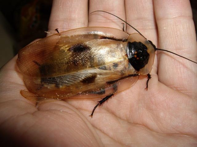 Blaberus giganteus