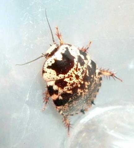 Gyna lurida