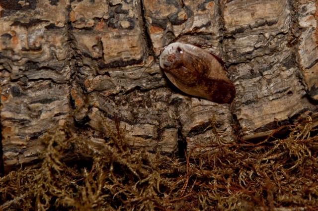 Gyna lurida