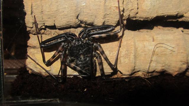 Doman Variegatus
