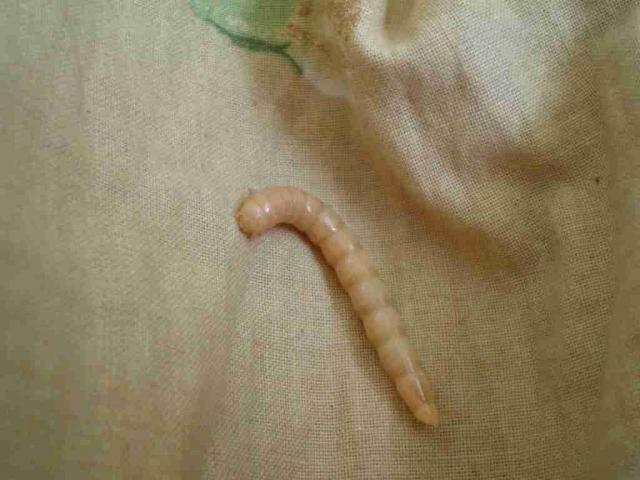juodvabalis