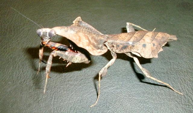 Deroplatys lobata