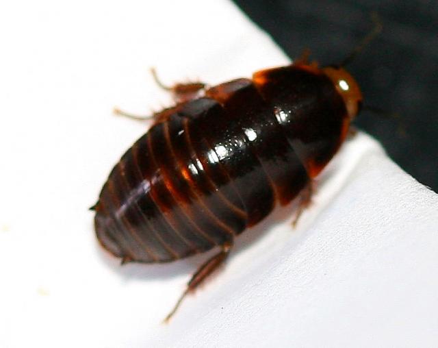 Lucihormetica sp. Venezuela