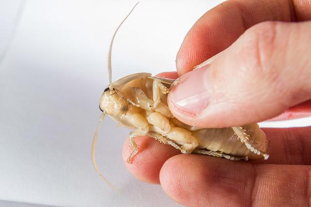 Albinosas