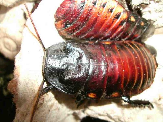 Madagaskarinis