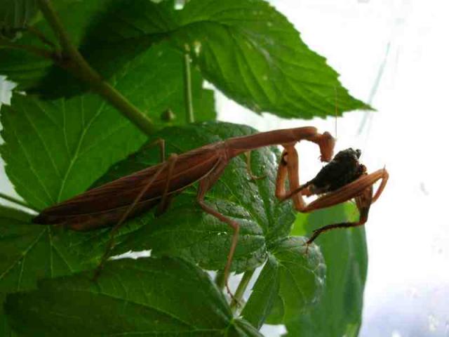Mantis