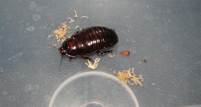 Macropanesthia rhinoceros