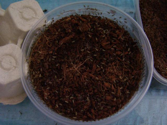 Svirpliu pagausėjimas
