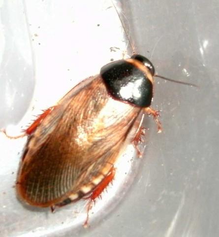 Picnosceles surinamensis