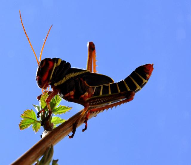 Tropidacris violaceus