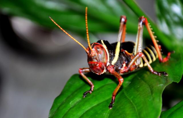 tropidacris violaceus