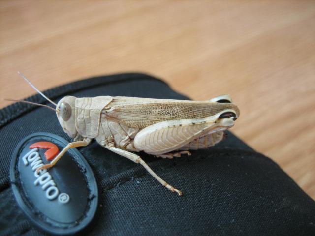 importinis ziogas